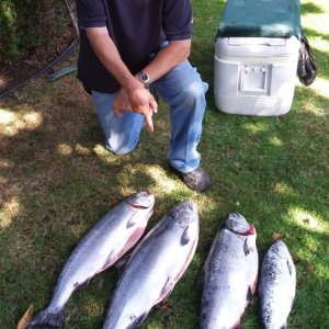 A few fish caught at Thrasher Rock