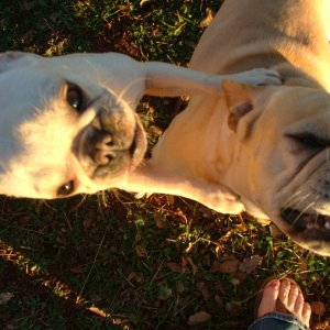Meet our Frenchies, Frankie & Bella.