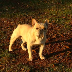 Frankie the Frenchie.
