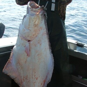 Media '48\" Halibut 2011' in album 'Welcome home!!!'