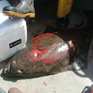 Media 'Caught 2 Halibut at the same time at Chicken Ranch off the coast of Newport but can only keep 1 a day.' in album 'Welcome home!!!'