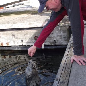 Local Celebrity \"Popeye\" at Friday Harbor