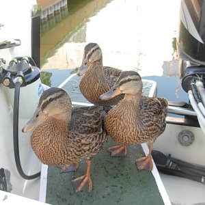 Lots of water fowl, especially ducks and some were quite insistent that we feed them.  We had only been tied up a few minutes when these fellows came for a hand out and were quite indignant when we sent them away.
