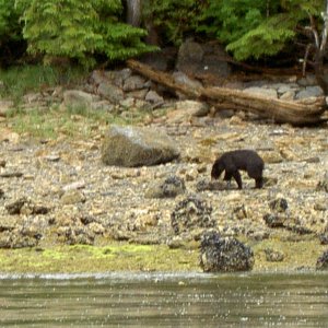 (Hunkydory) black bear on other side inlet Shelter Cove