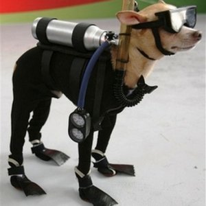 Dive Buddy