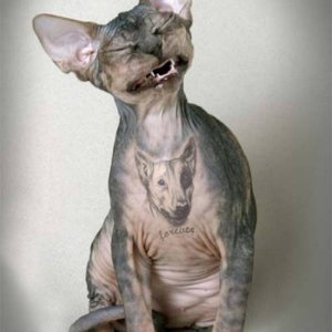 NewCat