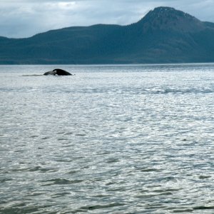 Media 'Humpback terminal dive' in album 'Evening cruise to Taku Inlet'
