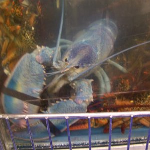 The water is so cold in some places that the lobsters turn blue! Blue ones are one-in-2million! The price is a little higher than we paid previously.