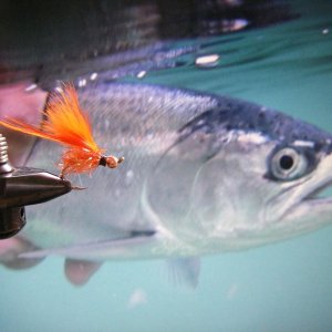 Fly that fooled the silvers today.