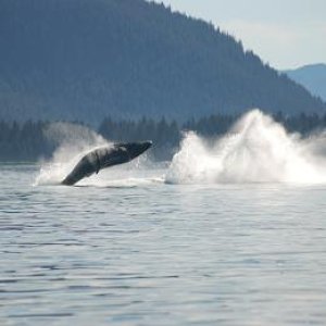 baby whale