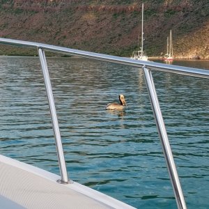 It is quite entertaining to watch the pelicans dive bombing for fish, not elegant at all just a big crash and splash! This trip we saw sea turtles, colorful tropical reef fish, an osprey in her nest. And some frigate birds.