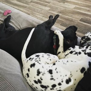 Dogs4