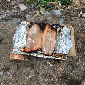 salmon on the campfire