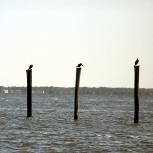 Cormorants awaiting the ferry