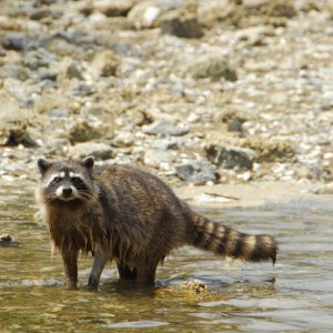 Raccoon in the Harmony Islands