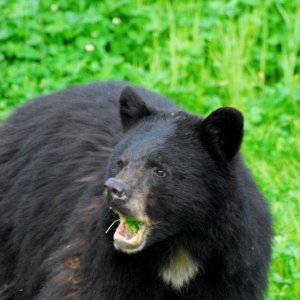 One of the four black bears we saw in Whistler