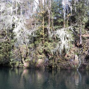 The photos don't do justice to the amount of Methuselah's beard and Witch's hair moss hanging in the trees.