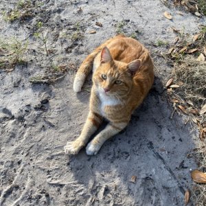 This little guy adopted us.Though not feral he took off after breakfast. Rescue folks are headed out to see if they can get him .