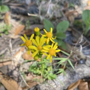 Another wildflower