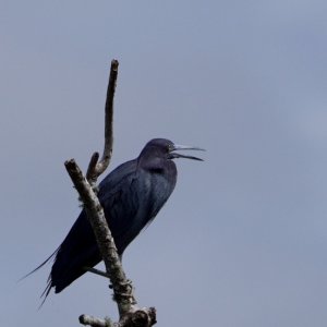 Black bird (grackle)