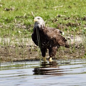 juvenile Eagle on upper St. Johns on way to Dead Creek