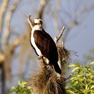 Osprey