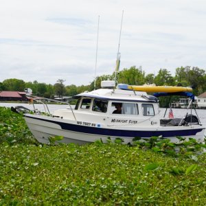 Midnight flyer weed anchoring