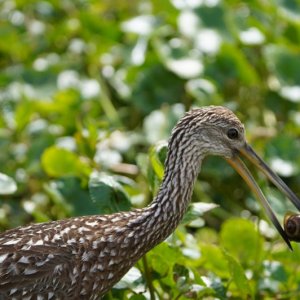 We had a special show: Limpkin eating out of snail shells a few feet from the boat.
