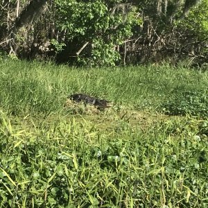 So many gators along the St. John\'s River. This year they seemed to be smaller, younger.