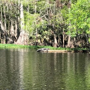 Alligator sunning him/her self.