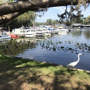 Egret strutting on by.