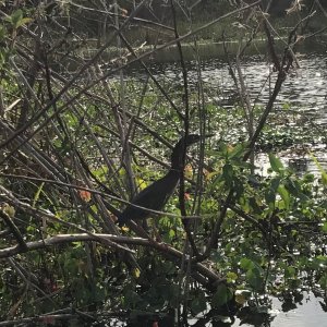 Small Green Heron