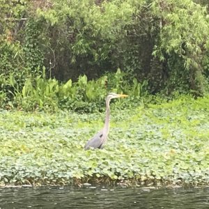 Blue Heron