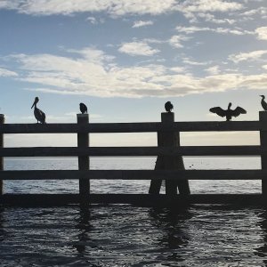 Pelican and Anhinga, along with some other birds, on the St. Johns River fender into Lake George