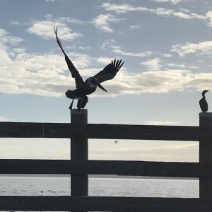Pelican on the Lake George Fender