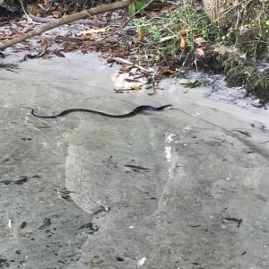 116WaterSnake