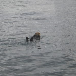 sea otter
