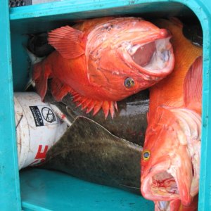 tub O fish
