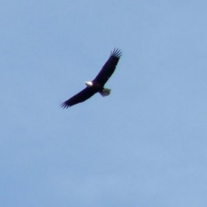 (c-dancer) Lopez eagle