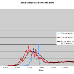 AdultChinookAtBonneville