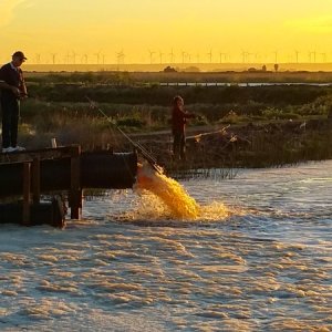 Fishing on a Delta Morning