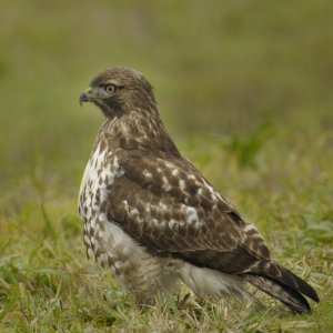 Redtail
