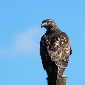 Harlan's Hawk