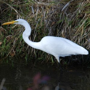 Great Egret