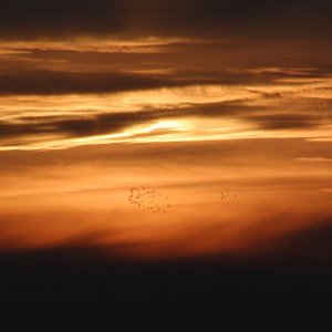 Geese at sunset - Baskett slough