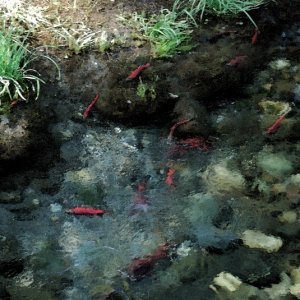 Kokanee Pool Watercolor  3.jpg