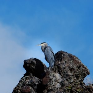 Heron at Page Springs