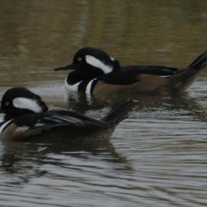 Hooded Merganser