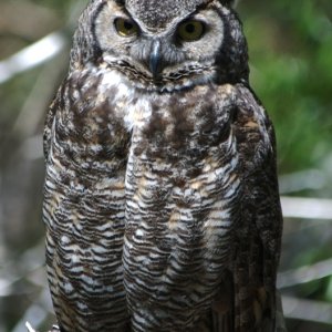 GHO