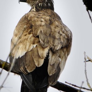 Juvenile Eagle